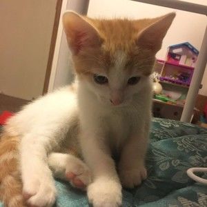 Meet your Posher, Ella